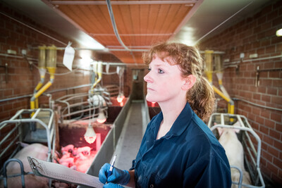 Typisch f&uuml;r den Beruf Landwirt/in: Arbeiten im Sauenstall eines konventionell wirtschaftenden Betriebes f&uuml;r Schweinehaltung