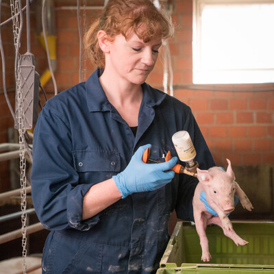 Typisch f&uuml;r den Beruf Landwirt/in: Arbeiten im Sauenstall eines konventionell wirtschaftenden Betriebes f&uuml;r Schweinehaltung